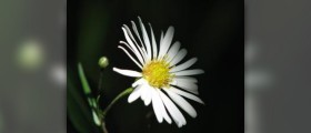 Chamomile tea and pregnancy