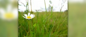 Chamomile tea side effects