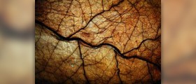 Chewing tobacco effects