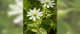 Chickweed for weight loss