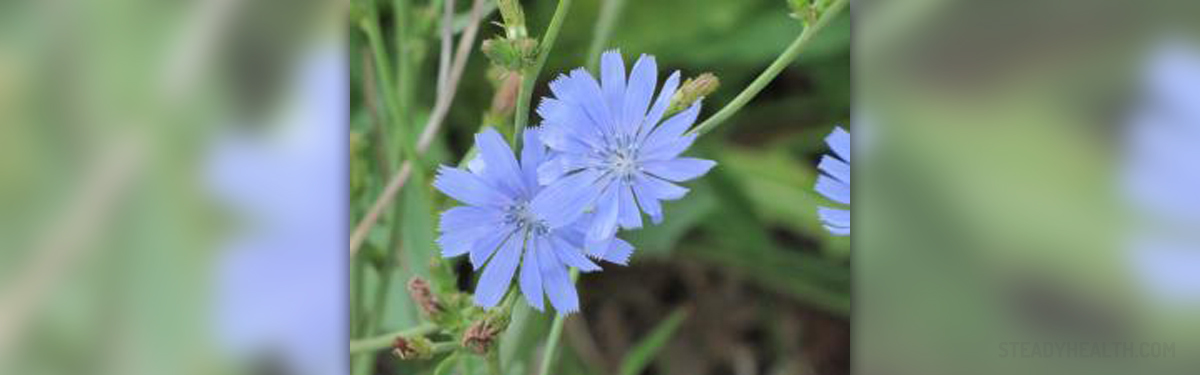 Chicory root extract side effects | General center ...