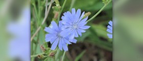 Chicory root extract side effects