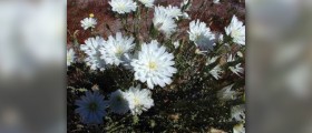 Chicory root extract