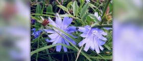 Chicory root tea