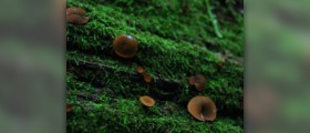 Chlorella growth factor