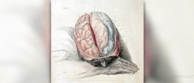 Chronic back pain limits brain power