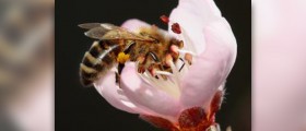 Chronic bee paralysis virus