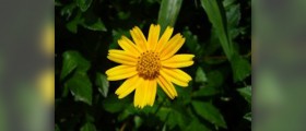 Chrysanthemum tea benefits