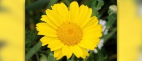 Chrysanthemum tea side effect
