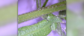 Cleavers herb facts
