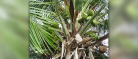Coconut nutritional value