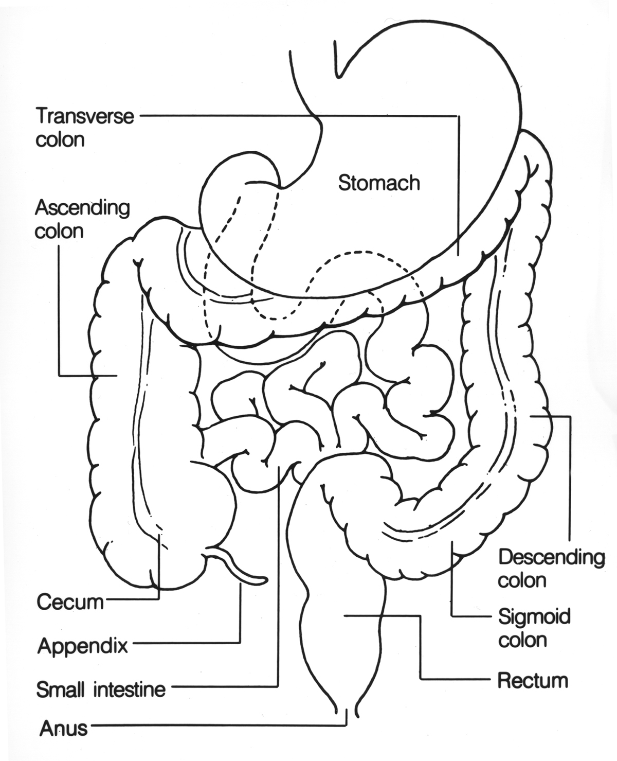 Anatomy and physiology of the colon General center