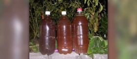Comfrey tea facts