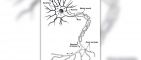 Common facts about Neuromuscular diseases