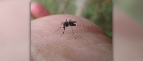 Complications of yellow fever
