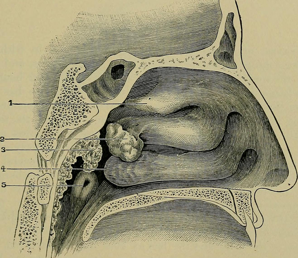 nasal-congestion-during-pregnancy-general-center-steadyhealth