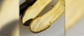 Cordyceps benefits effects