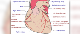 Coronary angiography procedure