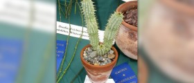 Curb your appetite with hoodia