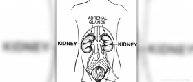 Cure kidney infection