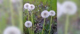 Dandelion root facts