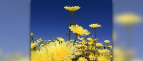 Dandelion tea benefits