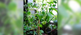Dangers of stevia