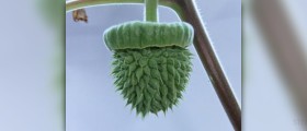 Datura plant facts