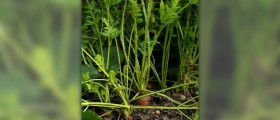 Daucus carota seeds