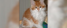 Deafness in cats