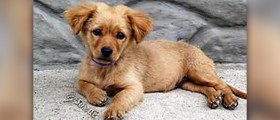 Deafness in dogs