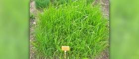 Diarrhea in children treatment