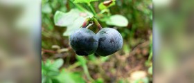 Diarrhea treatment with food