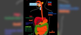 Digestive cystic fibrosis