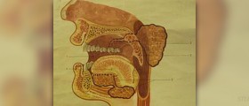 Digestive facts for kids