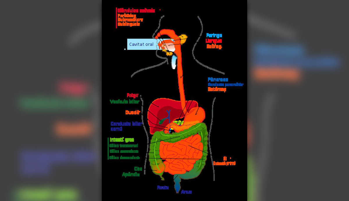 Digestive Function Of The Pancreas General Center SteadyHealth Com   Digestive Function Of The Pancreas 