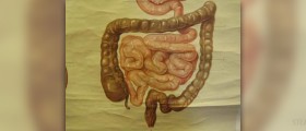 Digestive system function
