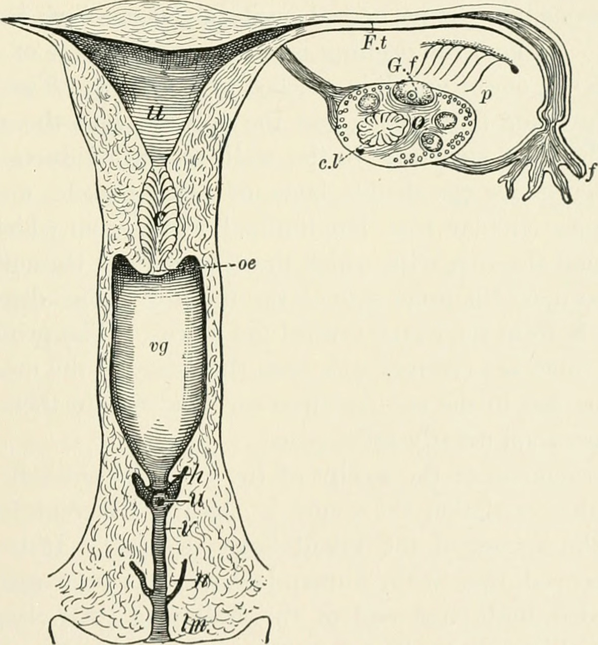 discharge-during-ovulation-general-center-steadyhealth