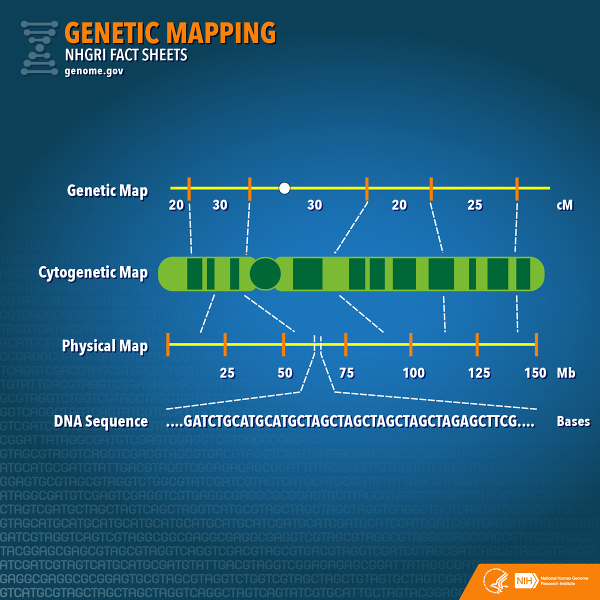 rare-genetic-diseases-and-disorders-general-center-steadyhealth