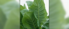 Diseases caused by tobacco