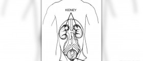 Distended bladder facts
