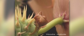 Do hoodia diet pills work