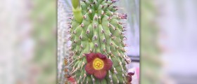 Does hoodia really works ?