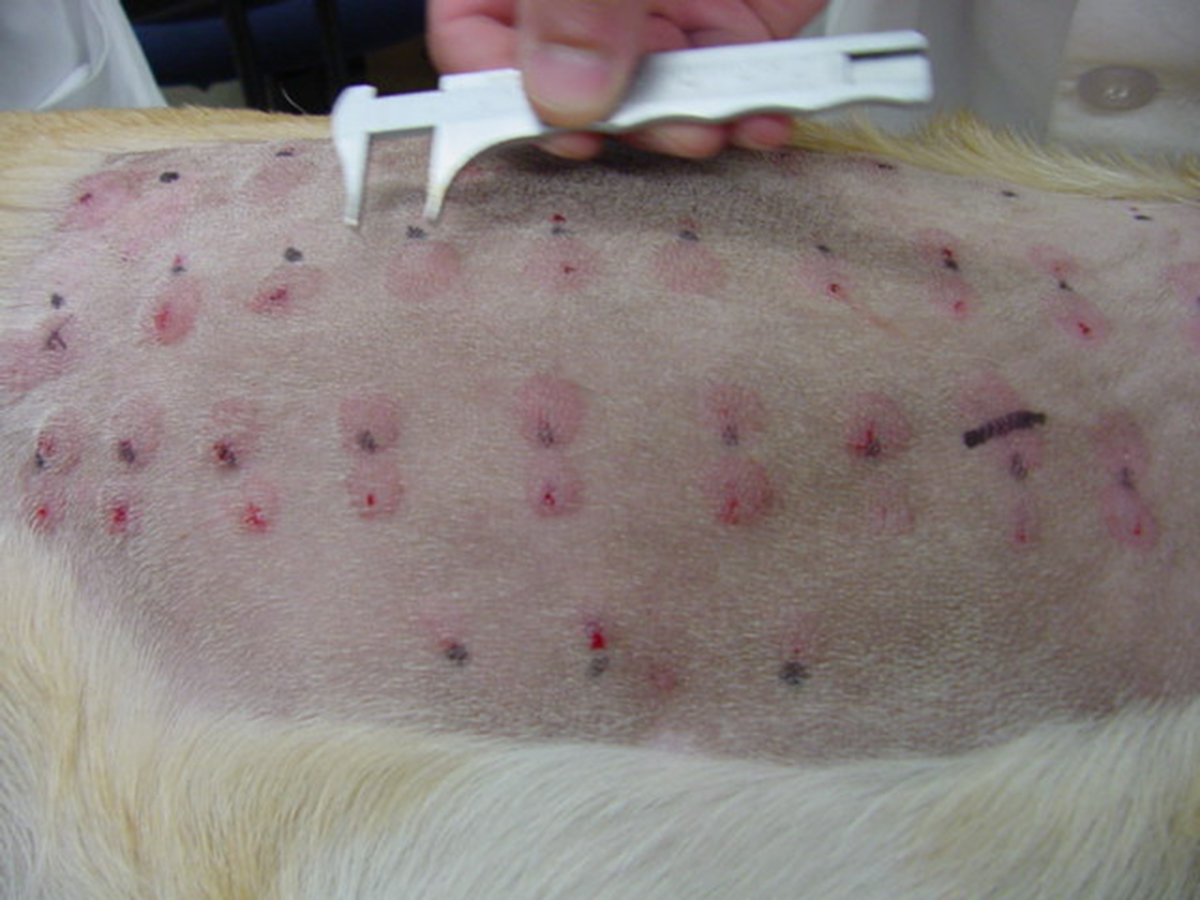 How To Help A Dog S Skin Allergies at Nancy Wenger blog