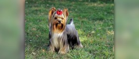 Dogs for people with allergies