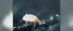 Dust mite allergy symptoms