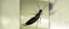 Earwig in ear