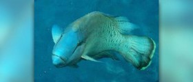 Eating fish while pregnant