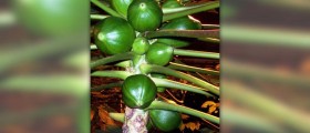 Eating papaya during pregnancy