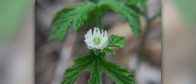 Echinacea and goldenseal
